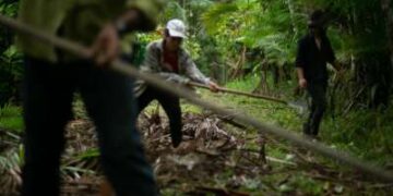 Una cabruca en Terra Vista durante la cosecha de chocolate.