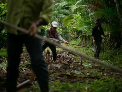 Una cabruca en Terra Vista durante la cosecha de chocolate.