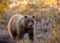 Oso grizzly en el Parque Nacional Denali, Alaska, en otoño.