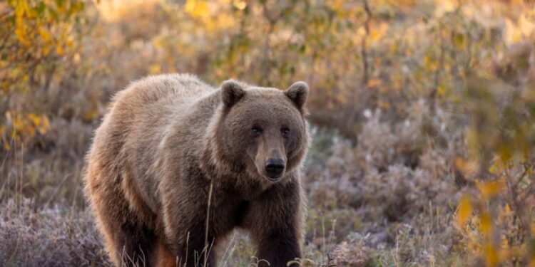 Oso grizzly en el Parque Nacional Denali, Alaska, en otoño.