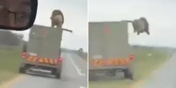 Imágenes adorables muestran a un león apodado 'Corgi' debido a sus patas cortas jugando con una pelota dentro del zoológico chino