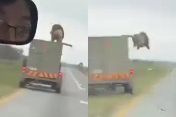 Imágenes adorables muestran a un león apodado 'Corgi' debido a sus patas cortas jugando con una pelota dentro del zoológico chino