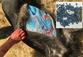 Impactante momento en que un pez de supermercado salta del tanque y abofetea a una niña en la cara