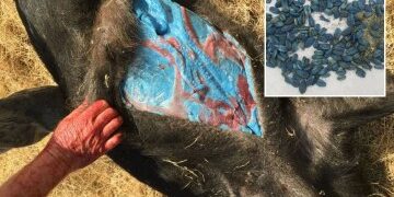 Impactante momento en que un pez de supermercado salta del tanque y abofetea a una niña en la cara