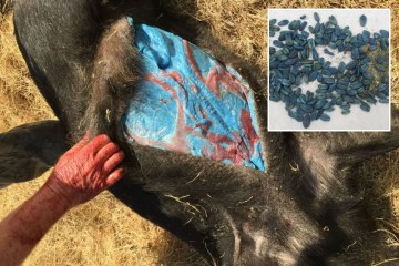 Impactante momento en que un pez de supermercado salta del tanque y abofetea a una niña en la cara