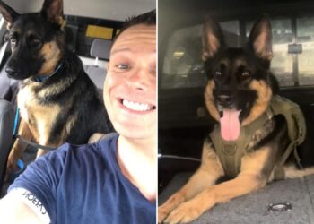 Un collage de imágenes que contiene 2 imágenes. La imagen 1 muestra NINTCHDBPICT001039342848, la imagen 2 muestra NINTCHDBPICT001039342784.