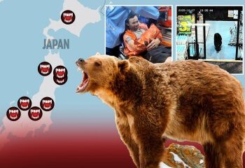 Momento aterrador: un oso desenfrenado CARGA contra un automóvil después de una serie de ataques mortales que desencadenaron el despliegue militar en Japón