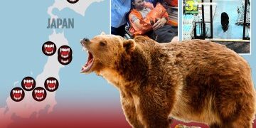 Momento aterrador: un oso desenfrenado CARGA contra un automóvil después de una serie de ataques mortales que desencadenaron el despliegue militar en Japón