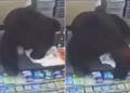 Un collage de imágenes que contiene 2 imágenes. La imagen 1 muestra un oso parado en el mostrador de una tienda de un dólar, buscando comida. La imagen 2 muestra un oso en la caja de una tienda de un dólar.