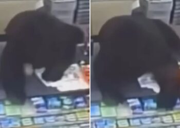 Un collage de imágenes que contiene 2 imágenes. La imagen 1 muestra un oso parado en el mostrador de una tienda de un dólar, buscando comida. La imagen 2 muestra un oso en la caja de una tienda de un dólar.