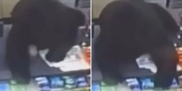 Un collage de imágenes que contiene 2 imágenes. La imagen 1 muestra un oso parado en el mostrador de una tienda de un dólar, buscando comida. La imagen 2 muestra un oso en la caja de una tienda de un dólar.