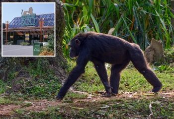 Momento escalofriante: el robot humanoide chino ARMY marcha para la 'primera entrega masiva' de máquinas futuristas que vienen a nuestros trabajos