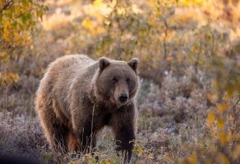 Mujer desaparecida, de 50 años, encontrada con la cara arrancada después del ataque de un oso salvaje mientras los rescatistas escuchaban gritos de ayuda en el bosque
