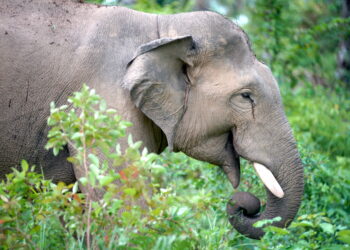 Niña de 8 años muere pisoteada por un elefante salvaje mientras una manada de bestias carga contra la familia de la joven mientras huía de su casa