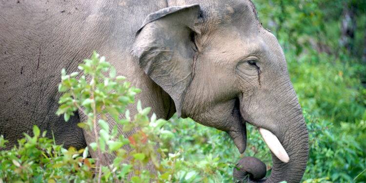 Niña de 8 años muere pisoteada por un elefante salvaje mientras una manada de bestias carga contra la familia de la joven mientras huía de su casa