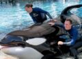 La querida orca Katina de SeaWorld, conocida por sacar la lengua y 'nadar rápidamente', muere a los 50 años en Orlando