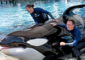 La querida orca Katina de SeaWorld, conocida por sacar la lengua y 'nadar rápidamente', muere a los 50 años en Orlando