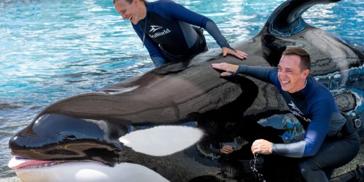 La querida orca Katina de SeaWorld, conocida por sacar la lengua y 'nadar rápidamente', muere a los 50 años en Orlando