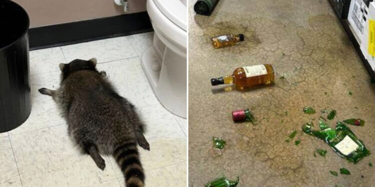 Un collage de imágenes que contiene 2 imágenes. La imagen 1 muestra un mapache desmayado en el piso de un baño junto a un inodoro. La imagen 2 muestra botellas rotas en el piso de una licorería.