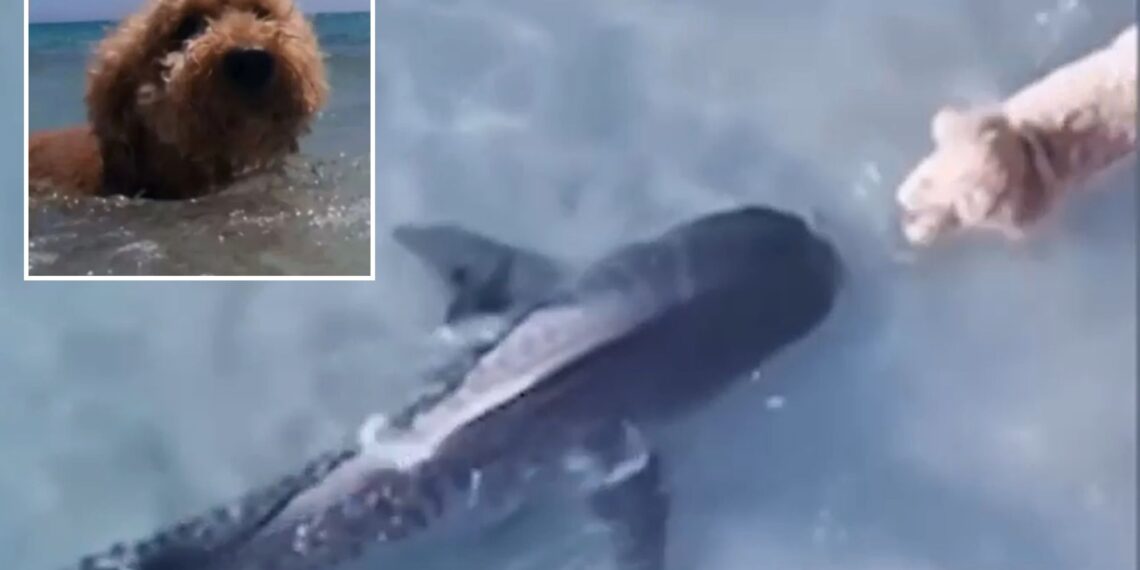 Momento aterrador: un perro curioso se encuentra nariz con nariz con un TIBURÓN mortal en una playa popular durante una caminata