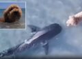 Momento aterrador: un perro curioso se encuentra nariz con nariz con un TIBURÓN mortal en una playa popular durante una caminata
