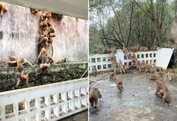 Momento de terror: un mono ladrón blande un CUCHILLO después de robar una cafetera en el último allanamiento a una casa en medio de un reinado de terror.