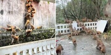 Momento de terror: un mono ladrón blande un CUCHILLO después de robar una cafetera en el último allanamiento a una casa en medio de un reinado de terror.