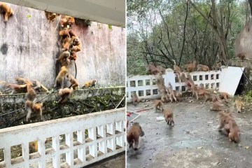 Momento de terror: un mono ladrón blande un CUCHILLO después de robar una cafetera en el último allanamiento a una casa en medio de un reinado de terror.