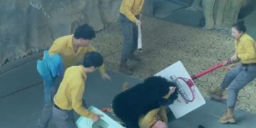 Momento impactante: un oso ataca a un trabajador del zoológico después de que el olor de las golosinas lo enloqueciera mientras el personal intentaba luchar contra la bestia.