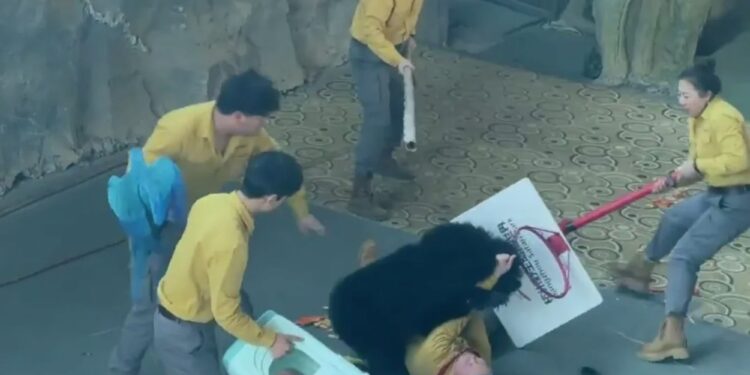 Momento impactante: un oso ataca a un trabajador del zoológico después de que el olor de las golosinas lo enloqueciera mientras el personal intentaba luchar contra la bestia.