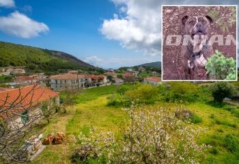 Primera foto del trágico niño de 2 años, mutilado hasta la muerte por un pitbull callejero, realojado por sus padres, mientras su afligida madre británica habla