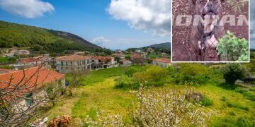 Primera foto del trágico niño de 2 años, mutilado hasta la muerte por un pitbull callejero, realojado por sus padres, mientras su afligida madre británica habla