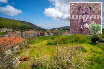 Primera foto del trágico niño de 2 años, mutilado hasta la muerte por un pitbull callejero, realojado por sus padres, mientras su afligida madre británica habla