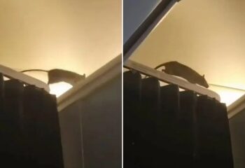 Turista hospitalizado después de ser atacado por una enorme anguila en una playa de vacaciones británica... mientras un video muestra a un salvavidas lidiando con una bestia