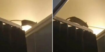 Turista hospitalizado después de ser atacado por una enorme anguila en una playa de vacaciones británica... mientras un video muestra a un salvavidas lidiando con una bestia