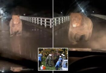 Drones con spray de pimienta y lobos robot de ojos rojos desplegados para luchar contra los osos asesinos que aterrorizan a Japón después de una serie de ataques