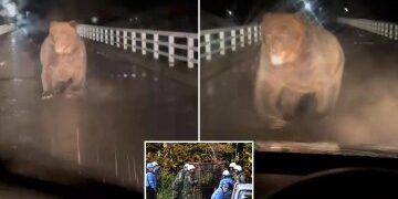 Drones con spray de pimienta y lobos robot de ojos rojos desplegados para luchar contra los osos asesinos que aterrorizan a Japón después de una serie de ataques