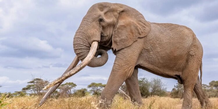 Un collage de imágenes que contiene 1 imágenes. La imagen 1 muestra la muerte del amado elefante de Kenia.