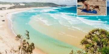 El misterio se profundiza sobre la muerte de un adolescente de 19 años, encontrado muerto rodeado por 12 dingos en una isla turística mientras su padre teme que no haya respuestas.