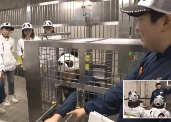 Un collage de imágenes que contiene 2 imágenes. La imagen 1 muestra a los trabajadores del zoológico con sombreros de panda en el parque de diversiones Adventure World. La imagen 2 muestra a los trabajadores del parque de diversiones y el zoológico de Adventure World con sombreros con cara de panda en una reunión.