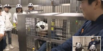 Un collage de imágenes que contiene 2 imágenes. La imagen 1 muestra a los trabajadores del zoológico con sombreros de panda en el parque de diversiones Adventure World. La imagen 2 muestra a los trabajadores del parque de diversiones y el zoológico de Adventure World con sombreros con cara de panda en una reunión.