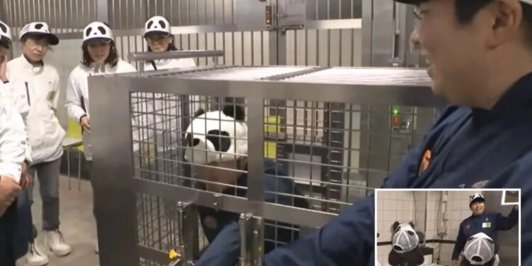 Un collage de imágenes que contiene 2 imágenes. La imagen 1 muestra a los trabajadores del zoológico con sombreros de panda en el parque de diversiones Adventure World. La imagen 2 muestra a los trabajadores del parque de diversiones y el zoológico de Adventure World con sombreros con cara de panda en una reunión.