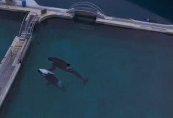 La banda de orcas 'Gladiator' aterroriza a los barcos frente a España 'hablando su propio idioma que nunca antes se había escuchado'