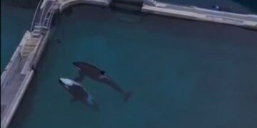 La banda de orcas 'Gladiator' aterroriza a los barcos frente a España 'hablando su propio idioma que nunca antes se había escuchado'