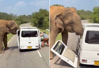 Momento aterrador embistiendo a un elefante contra un jeep de safari mientras los turistas aterrorizados gritan