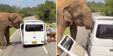 Momento aterrador embistiendo a un elefante contra un jeep de safari mientras los turistas aterrorizados gritan