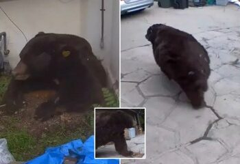 Momento dramático: un pequeño y valiente ciervo se enfrenta a un rinoceronte gigante de 1,7 toneladas en un enfrentamiento en un zoológico