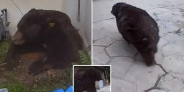 Momento dramático: un pequeño y valiente ciervo se enfrenta a un rinoceronte gigante de 1,7 toneladas en un enfrentamiento en un zoológico