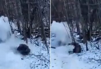 Terrorífico accidente aéreo en Indonesia "mata a las 11 personas a bordo" mientras los equipos de rescate buscan frenéticamente entre los restos