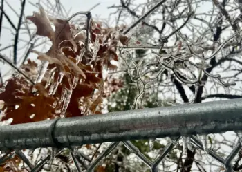 Las ramas y hojas de los árboles están cubiertas de hielo cuando más de 200.000 personas se despertaron sin electricidad en Tennessee, en Lebanon, Tennessee, el 25 de enero de 2026. (Jacki Thrapp/La Gran Época)